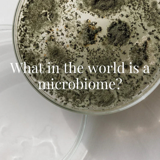 A close-up view of a petri dish filled with fuzzy green-black mold colonies growing on a white agar medium. Overlay text reads: “What in the world is a microbiome?” in white serif font.
